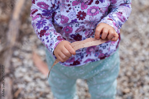 Toddler child exploring native bushland holding huge dried gum leaf photo