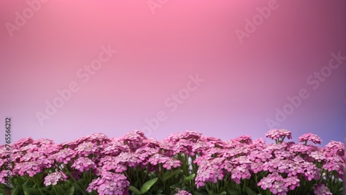  Field of pink flowers in pink sky with pink blue sky background