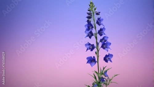  Blue flowers on a tall plant against a vibrant backdrop of purple, pink, and blue sky