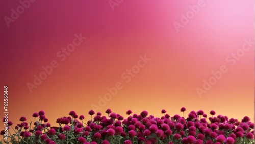  A picturesque field of vibrant purple blossoms bathed in a stunning pink sky  captured perfectly in this breathtaking photo