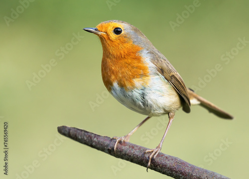 A close up of a single Robin on a tree branch © Steve