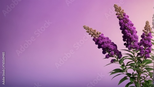  Purple floral arrangement on white vase against vibrant pink   purple backdrop