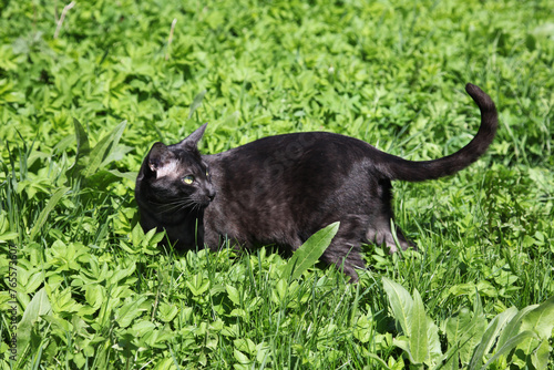 Green-eyed black cat of the Oriental breed against a background of green grass.