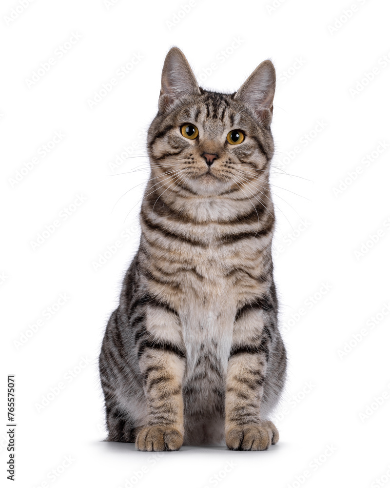 Obraz premium Excellent typed young Kurilian Bobtail cat kitten, sitting up facing front. Looking straight to camera. Isolated on a white background.