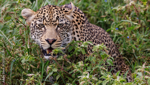 Léopard dans le Serengeti