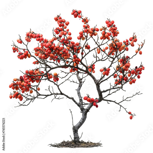 isolated tree with red leaves 