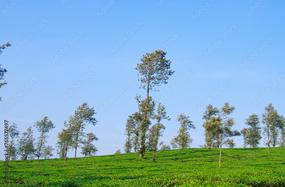 Scenic view of Tea plantations or Tea garden near Coorg, Karnataka, India. Scenic view of Tea plantations or Tea garden near Coorg, Karnataka, India.