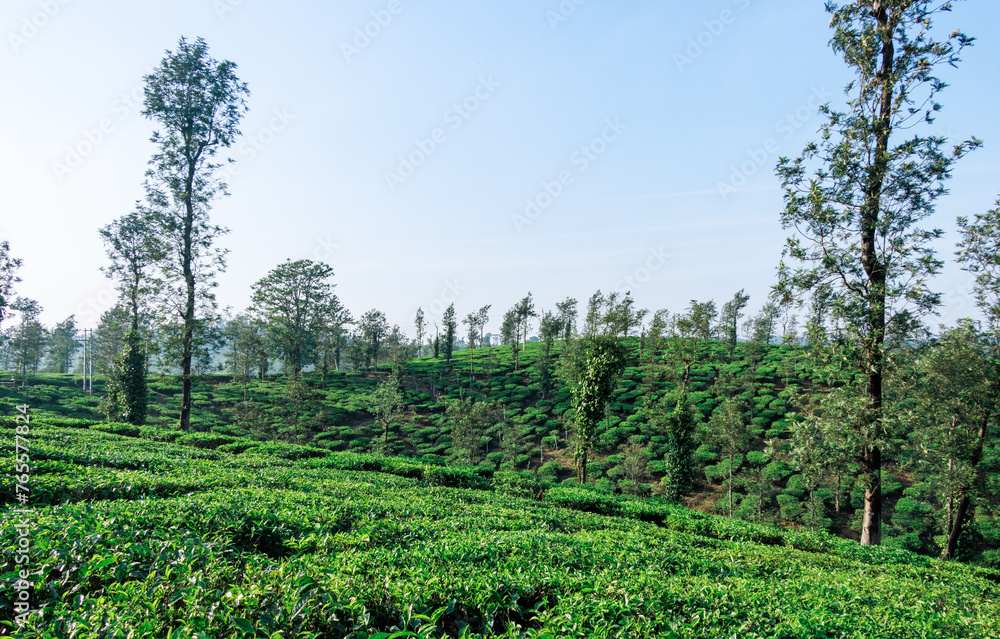 Scenic view of Tea plantations or Tea garden near Coorg, Karnataka, India. 
