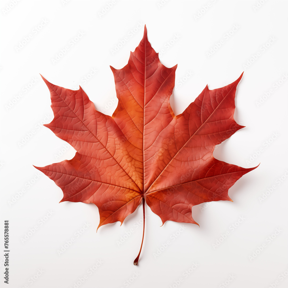 maple leaf isolated on white maple leaf isolated on white