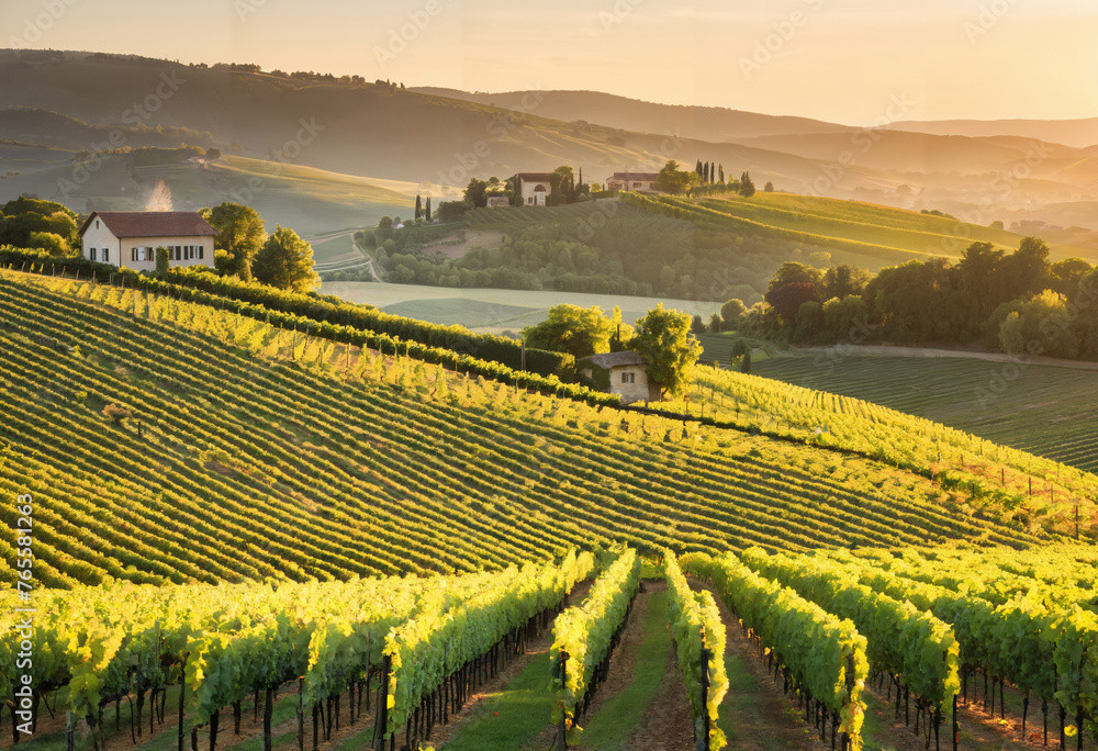 A serene landscape of rolling vineyards, bathed in the soft glow of the setting sun