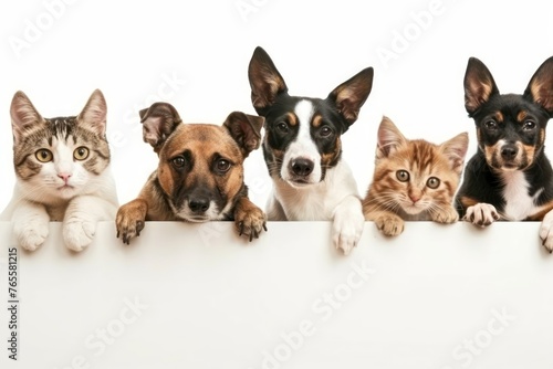 Dogs and Cats Hanging Over White Banner © Igor