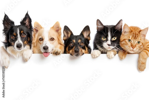 Dogs and Cats Hanging Over White Banner © Igor