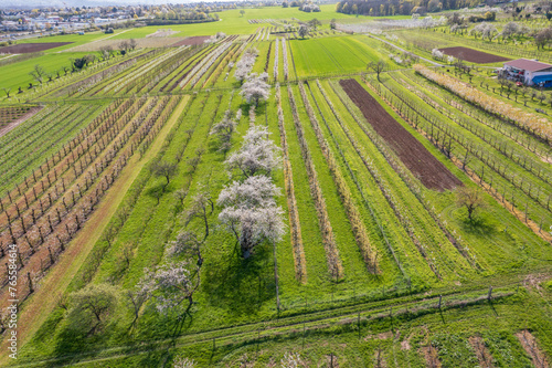 Aerial view of cherry blossoms in Rheingau near Frauenstein/Germany