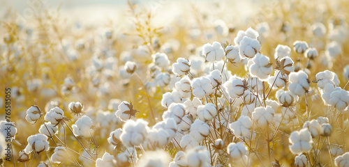 A field of cotton flowers in full bloom, their fluffy white bolls dancing in the breeze, a symbol of purity and softness.
