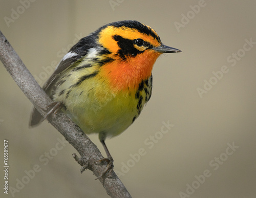 Cuadro en lienzo Blackburnian warbler perching on a branch cleaning ils plumage after Spring migr