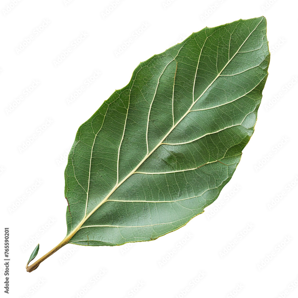 Bay Leaf, transparent background, isolated image, generative AI Bay Leaf, transparent background, isolated image, generative AI