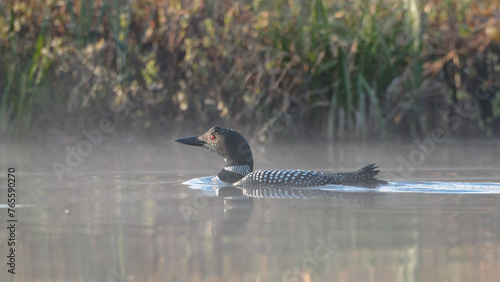 Common Loon swimming on a river photo