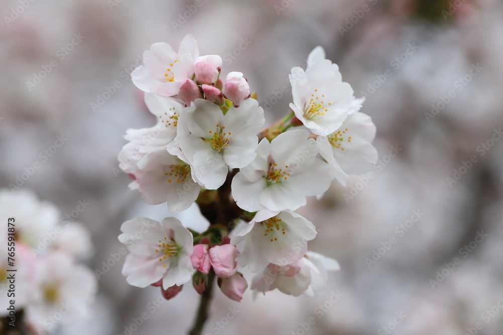 日本の春の庭に咲くソメイヨシノの桜の花 日本の春の庭に咲くソメイヨシノの桜の花