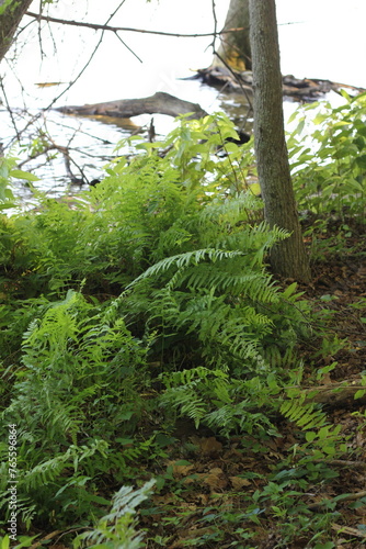 fern in the forest