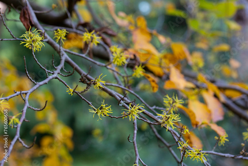 Hamamelis virginiana. Hazel Witch shrub, small yellow flowers on a branch with autumn yellow leaves selective focus