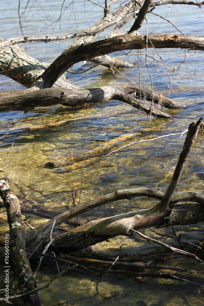 Typical backwaters in the wilderness.