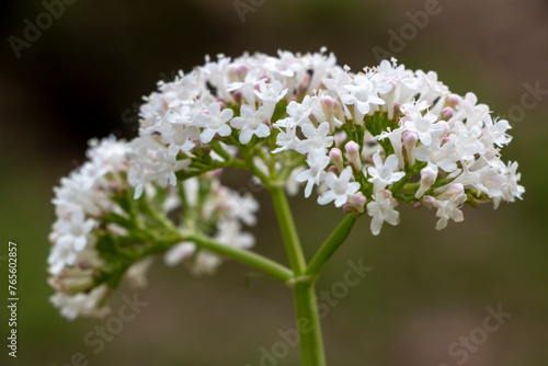 A common valerian. White valerian. White flowers. Valeriana officinalis. Spring time in Greece.
