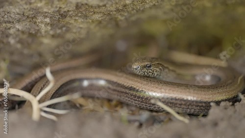 Rare slow worm lizard close up macro view