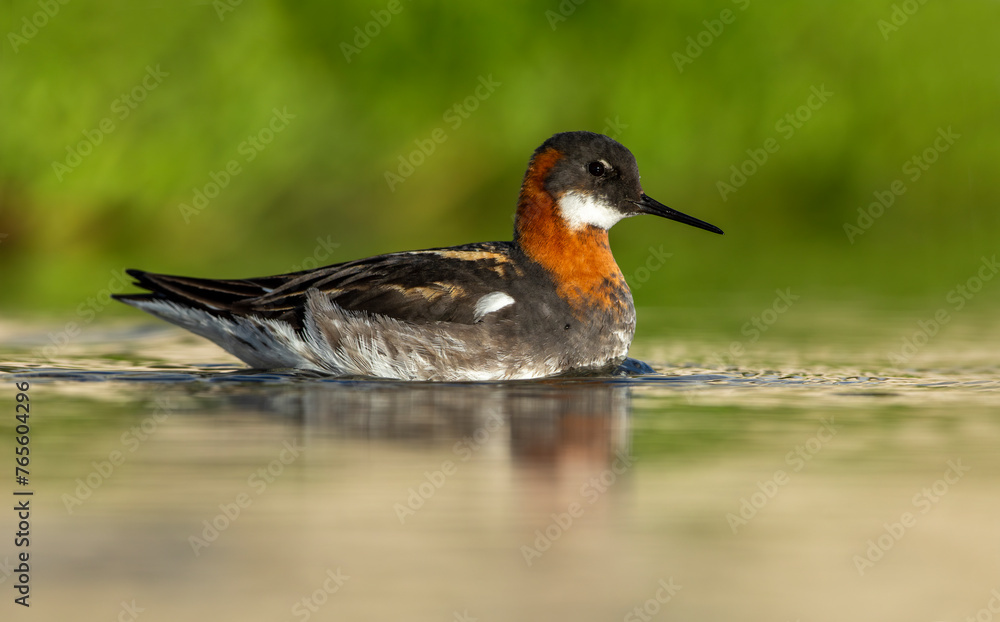 Red-necked Phalarope - Phalaropus lobatus small bird, breeds in the Arctic regions of North America and Eurasia, is migratory, spends the winter at sea in tropical oceans. Red-necked Phalarope - Phalaropus lobatus small bird, breeds in the Arctic regions of North America and Eurasia, is migratory, spends the winter at sea in tropical oceans.
