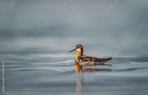 Red-necked Phalarope - Phalaropus lobatus small bird, breeds in the Arctic regions of North America and Eurasia, is migratory, spends the winter at sea in tropical oceans. 