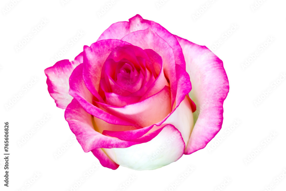 Fototapeta premium Beautiful flower Pink with white Rose isolated on white Awesome view for decorating background design Lovely Side view Floral element