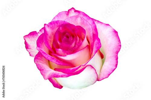 Beautiful flower Pink with white Rose isolated on white Awesome view for decorating background design Lovely Side view Floral element