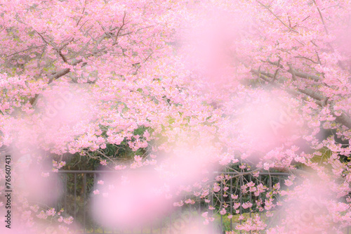 ピンクの桜と公園