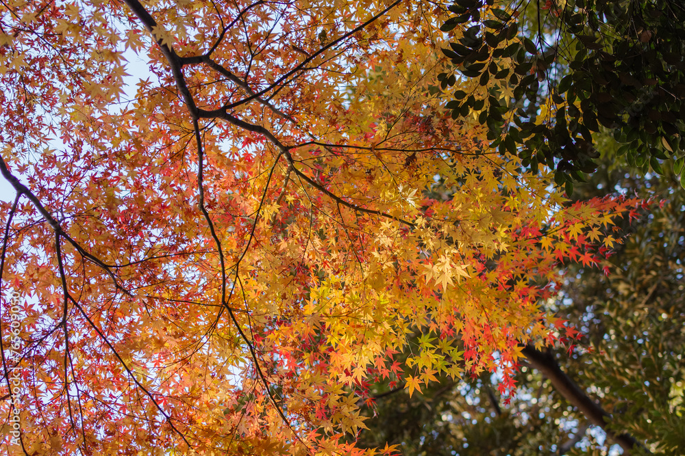 東京赤坂にある氷川神社の美しい秋の境内