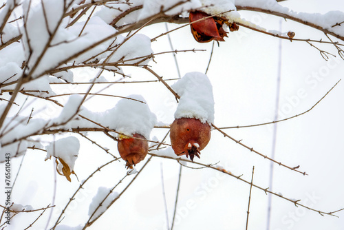 Huaxian County, Henan Province: Silver covered trees after snow photo