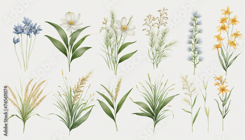 collection of soft watercolor wild grasses flowers isolated 