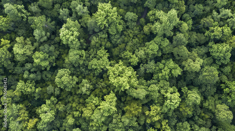 Aerial view of dense, lush green forest canopy from above.