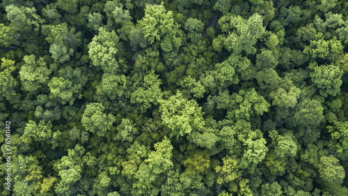 Aerial view of dense, lush green forest canopy from above. © VK Studio