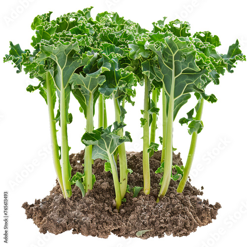 Kale Sprouts, transparent background, isolated image, generative AI photo