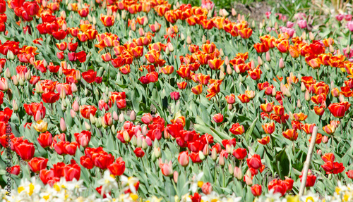 tulip field  yellow and red flowers  blooming tulips.flowered