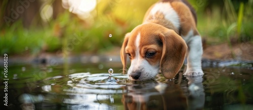 A young Beagle puppy stands in the water, looking around curiously.