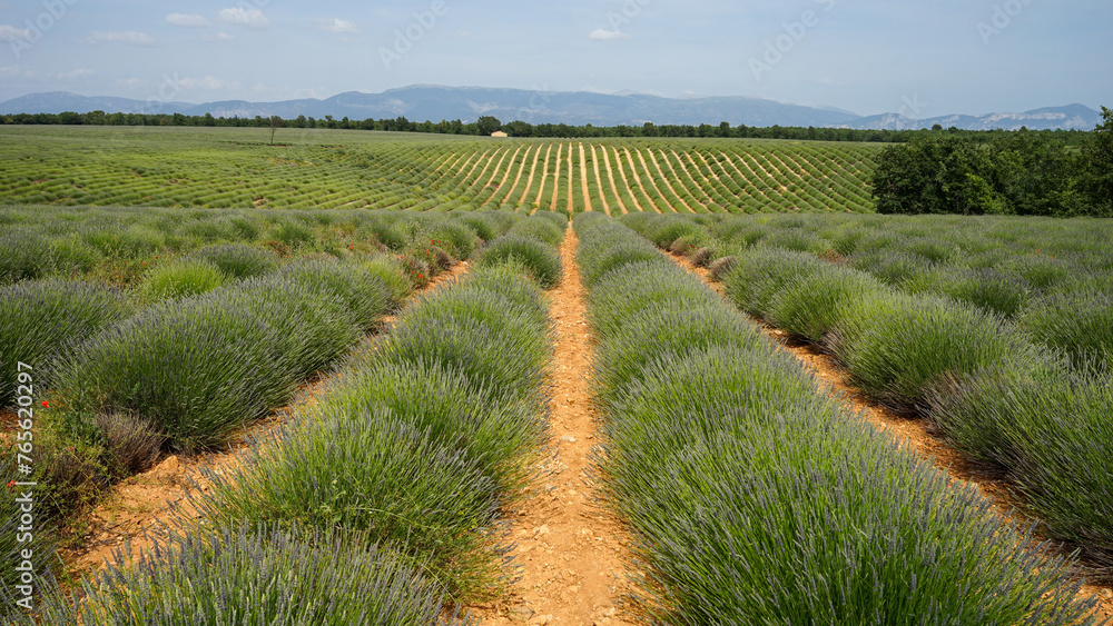 Lavender beautiful spring flowers field, popular tourist destination, Provence, France