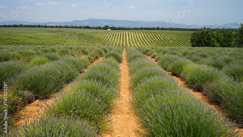 Obraz na płótnie Lavender beautiful spring flowers field, popular tourist destination, Provence, France w salonie