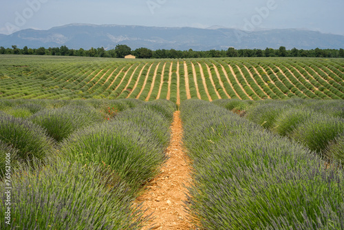 Lavender beautiful spring flowers field, Provence, France