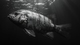  A B/W photo shows a fish in water under a shining backlight