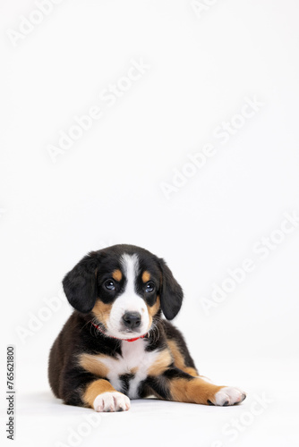Entlebucher Mountain Dog puppy on a white background in the studio © Maria