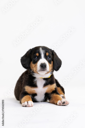 Entlebucher Mountain Dog puppy on a white background in the studio