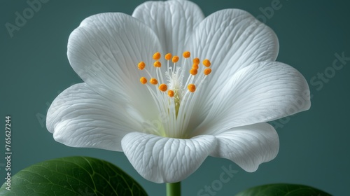  close-up white flower with green leaves on blue background