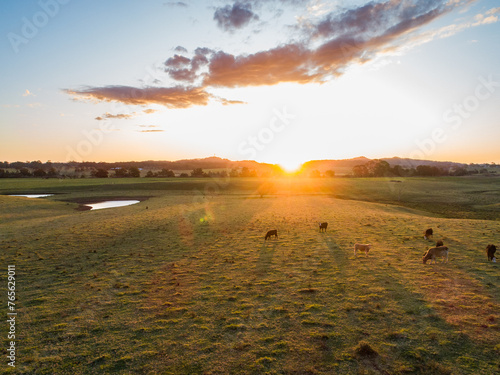 Cows grazing in farm paddock at sunset in Hunter Valley