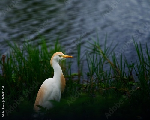 Cattle Egret with Breeding lore and plume