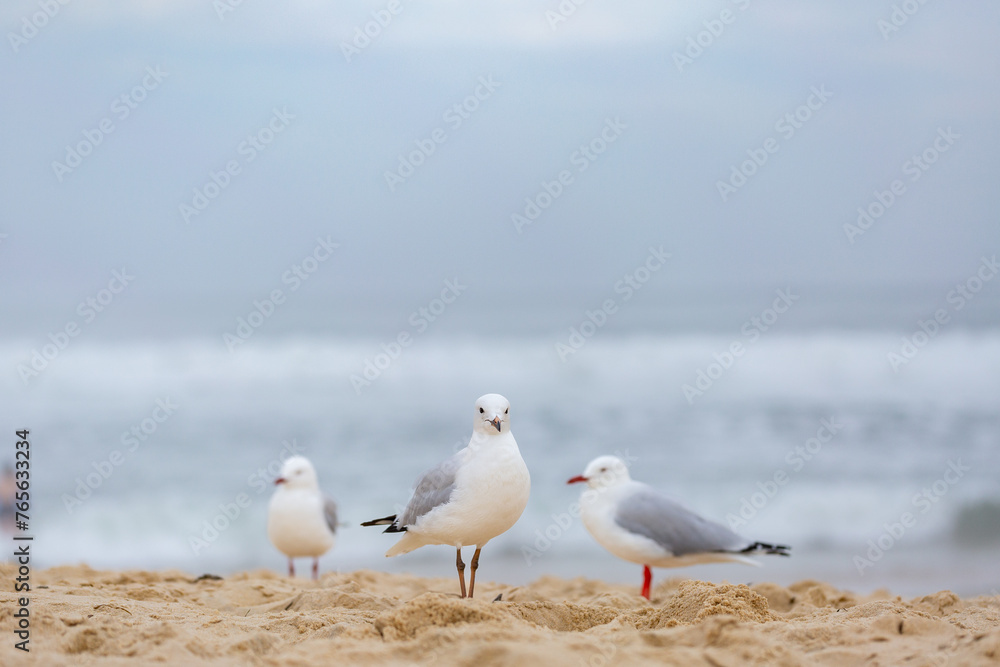 Trio of seagulls standing on sandy beach on overcast day Trio of seagulls standing on sandy beach on overcast day